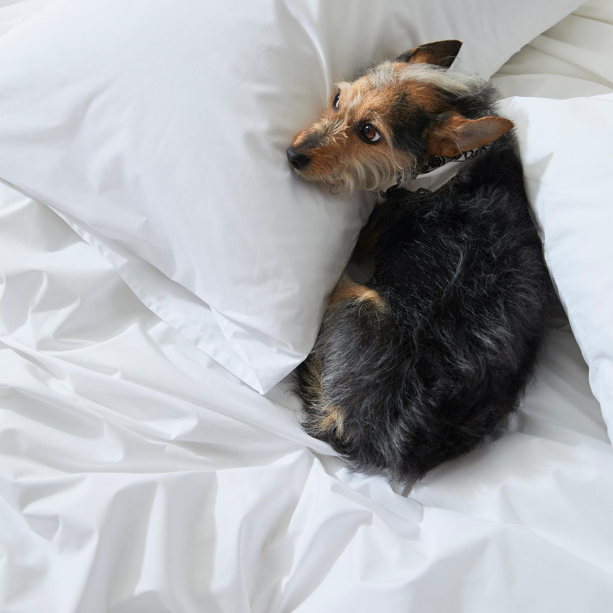 Classic Percale Core Sheet Set T1
