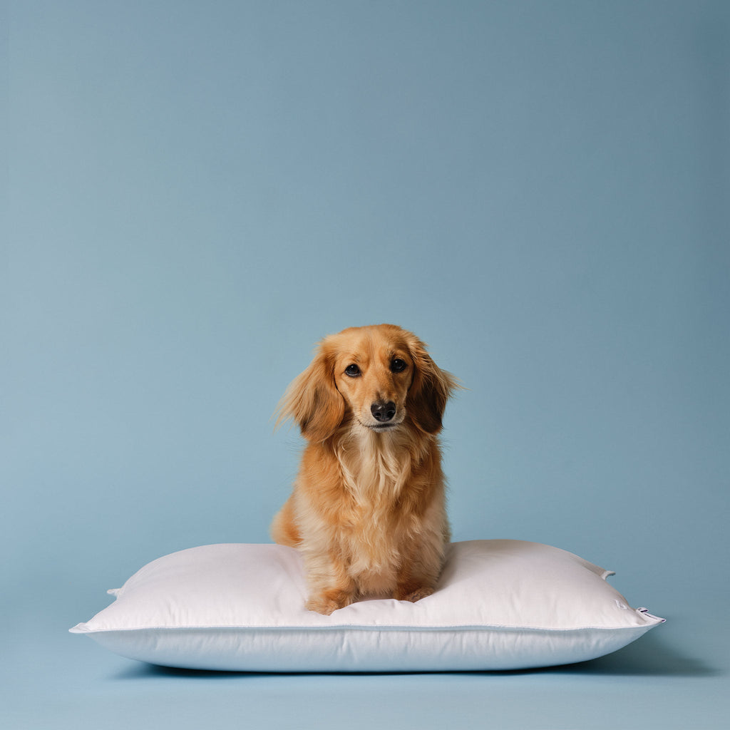 Down Pillow H9