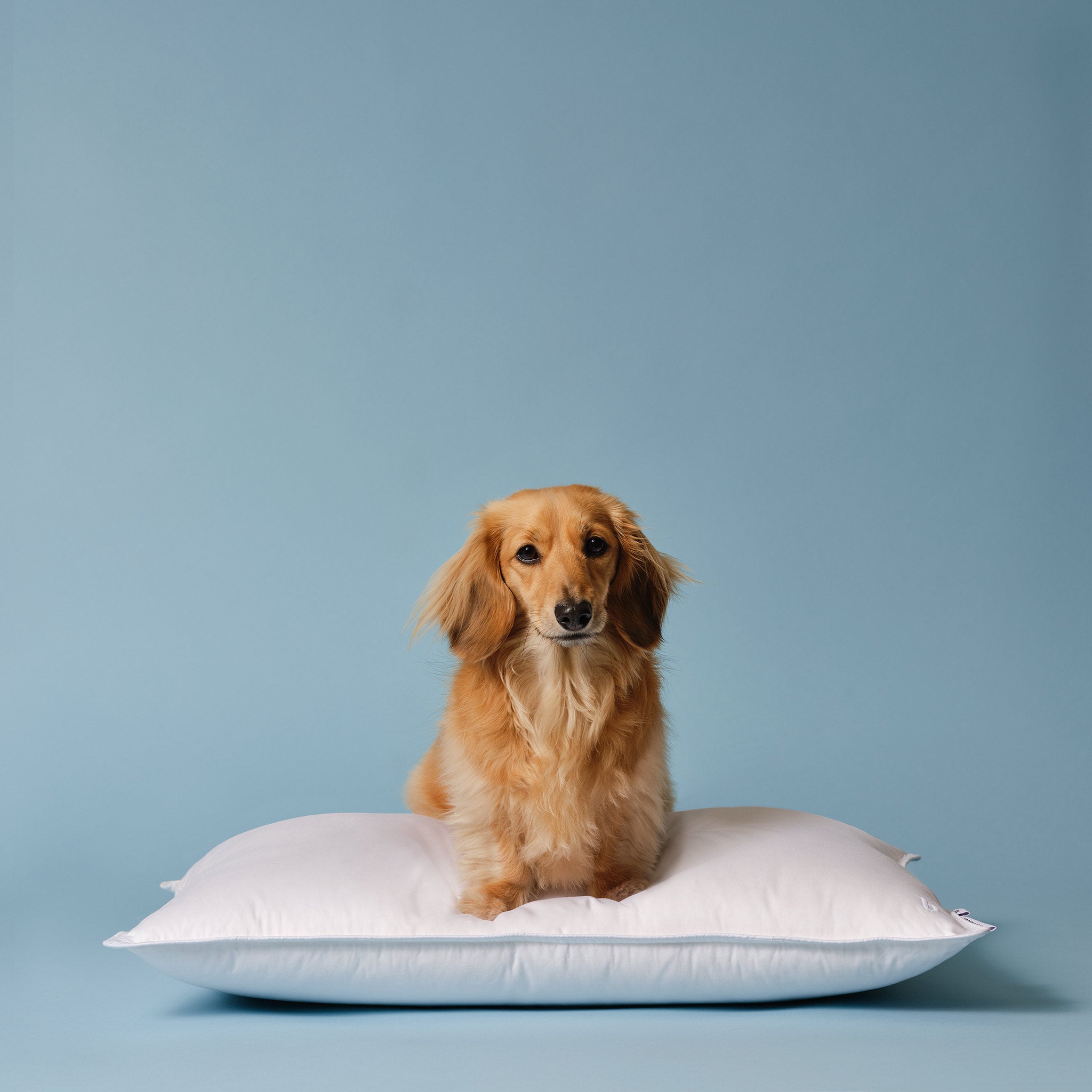 Down Pillow G8