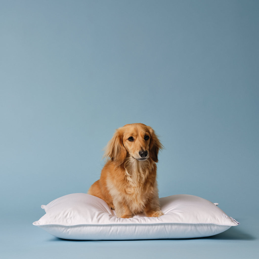 Down Pillow G8