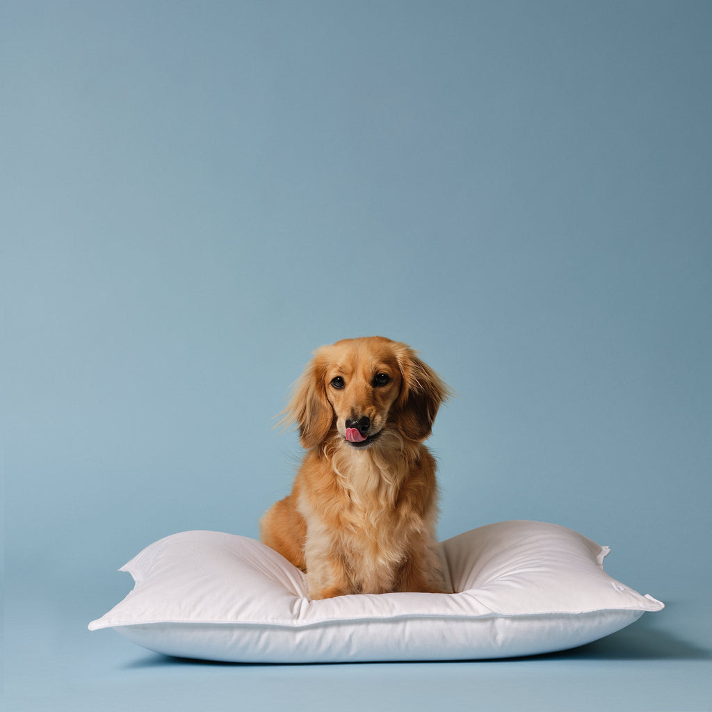 Down Pillow H9